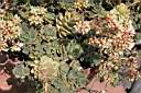 AEONIUM HAWORTHII.jpg